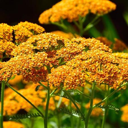 Achillea tomentosa Pot 9 cm