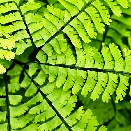 Adiantum pedatum Pot 9 cm