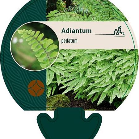 Adiantum pedatum Pot 9 cm