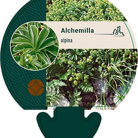 Alchemilla alpina Pot 9 cm