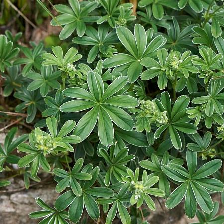 Alchemilla alpina Pot 9 cm
