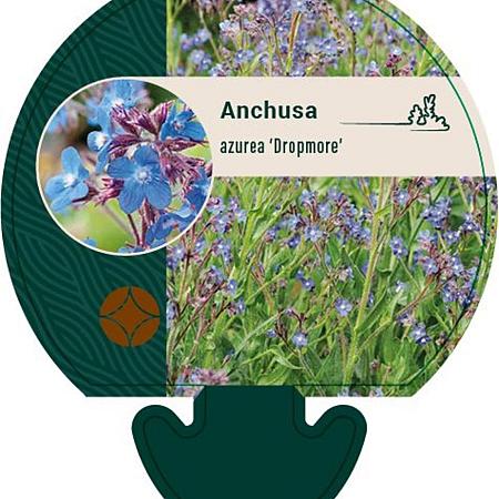 Anchusa azurea 'Dropmore' Pot 9 cm