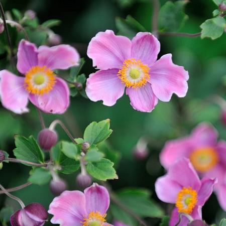Anemone hyb. 'Bowles' Pink' Pot 9 cm