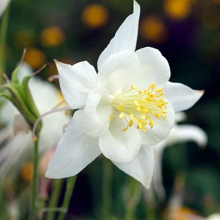 Aquilegia v. 'Nivea' Pot 9 cm