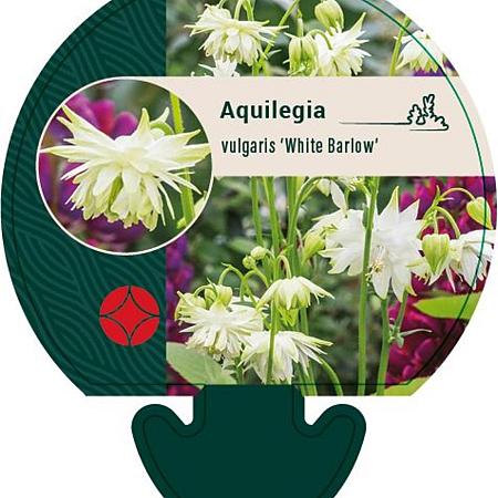 Aquilegia v. 'White Barlow' Pot 9 cm
