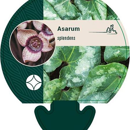 Asarum splendens Pot 9 cm