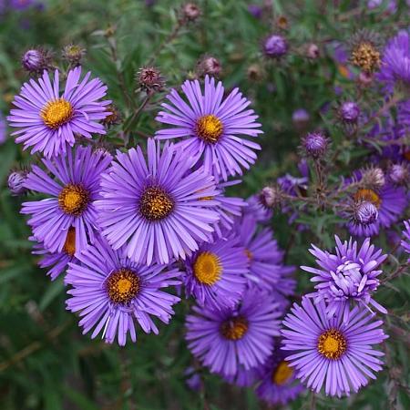 Aster (D) Alpha Dark Purple Launch Pot 9 cm