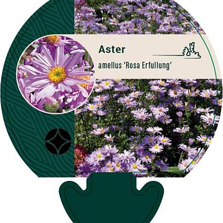 Aster amellus 'Rosa Erfüllung' Pot 9 cm