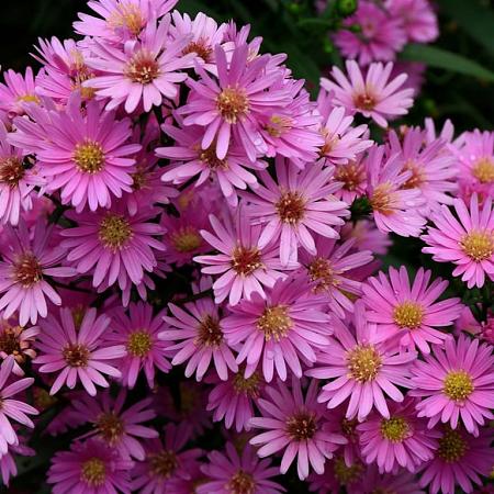 Aster amellus 'Rosa Erfüllung' Pot 9 cm