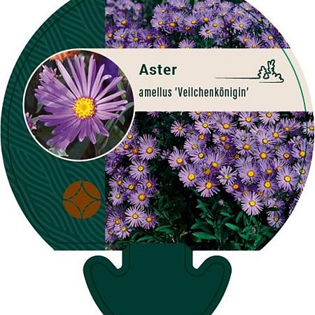 Aster amellus 'Veilchenkönigin' Pot 9 cm