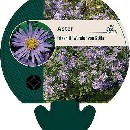 Aster frikartii 'Wunder von Stäfa' Pot 9 cm