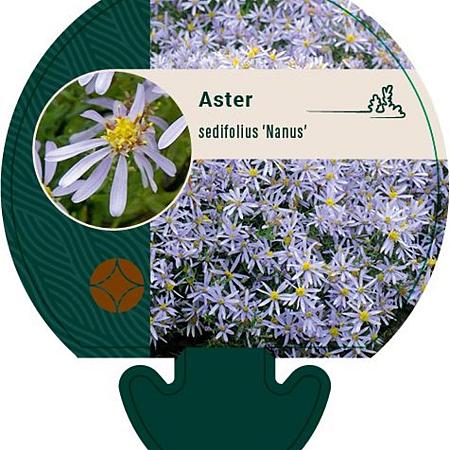 Aster sedifolius 'Nanus' Pot 9 cm