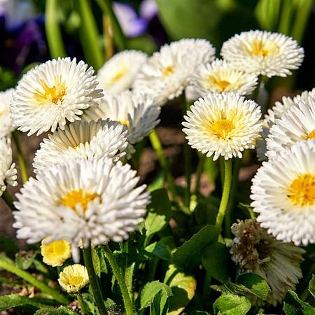 Bellis perennis Pot 9 cm