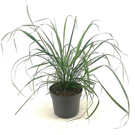 Calamagrostis brachytricha Pot 2 Liter