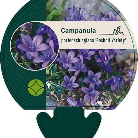 Campanula p. 'Resholt Variety' Pot 9 cm