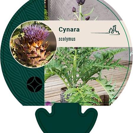 Cynara scolymus Pot 9 cm