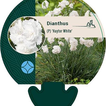 Dianthus (PL) 'Haytor White' Pot 9 cm