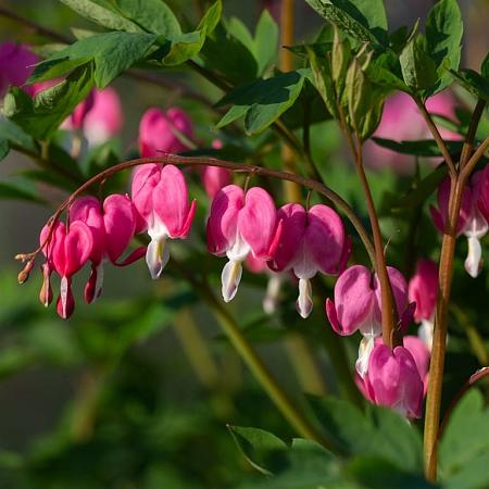 Dicentra formosa Pot 9 cm