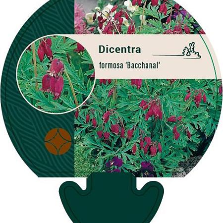 Dicentra formosa 'Bacchanal' Pot 9 cm