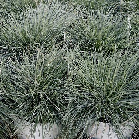 Festuca glauca Intens Blue Pot 23 cm