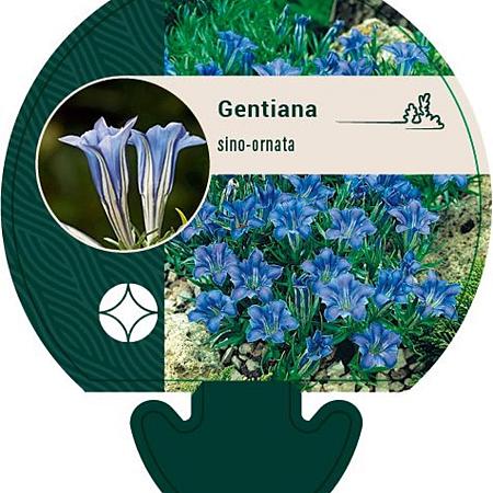 Gentiana sino-ornata Pot 9 cm