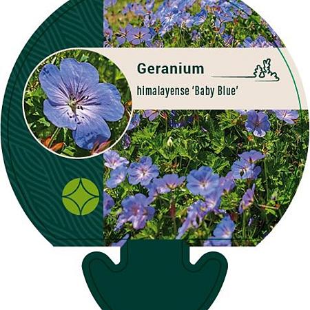 Geranium himalayense 'Baby Blue' Pot 9 cm