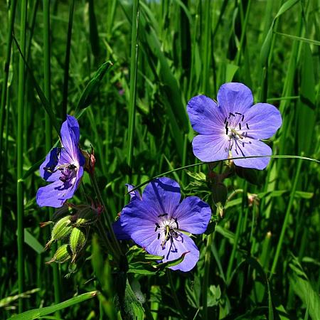 Geranium himalayense 'Baby Blue' Pot 9 cm