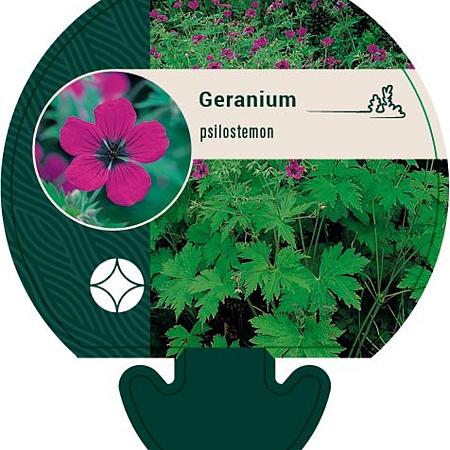 Geranium psilostemon Pot 9 cm