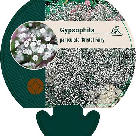 Gypsophila pan. 'Bristol Fairy' Pot 9 cm