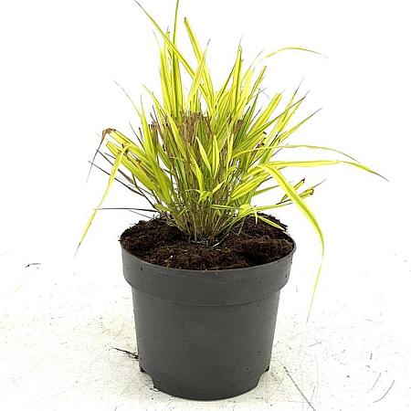 Hakonechloa macra 'Aureola' Pot 2 Liter