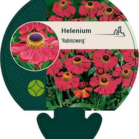 Helenium 'Rubinzwerg' Pot 9 cm