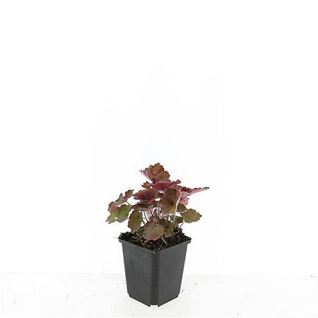 Heuchera m. 'Palace Purple' Pot 9 cm