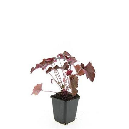 Heuchera m. 'Palace Purple' Pot 9 cm