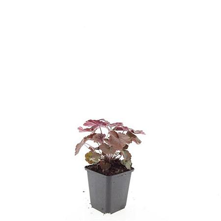 Heuchera m. 'Palace Purple' Pot 9 cm
