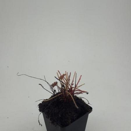 Heuchera m. 'Palace Purple' Pot 9 cm