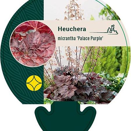 Heuchera m. 'Palace Purple' Pot 9 cm