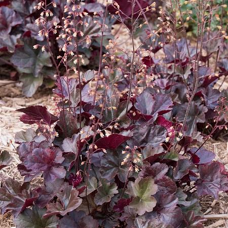 Heuchera m. 'Palace Purple' Pot 9 cm