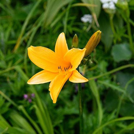 Hemerocallis dumortieri Pot 9 cm