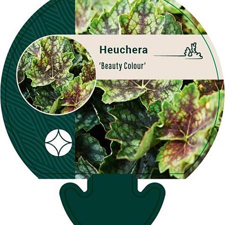 Heuchera 'Beauty Colour' Pot 9 cm