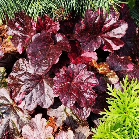 Heuchera 'Midnight Rose' Pot 9 cm