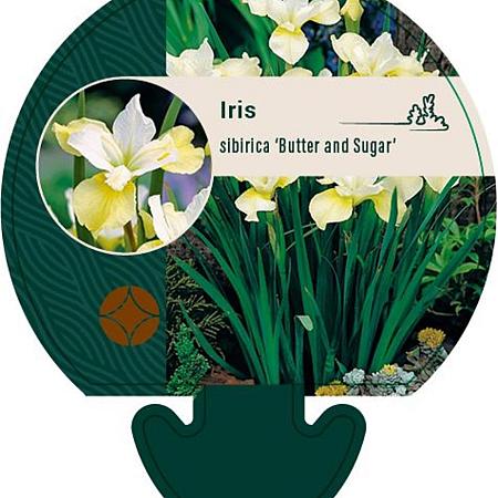 Iris sib. 'Butter and Sugar' Pot 9 cm