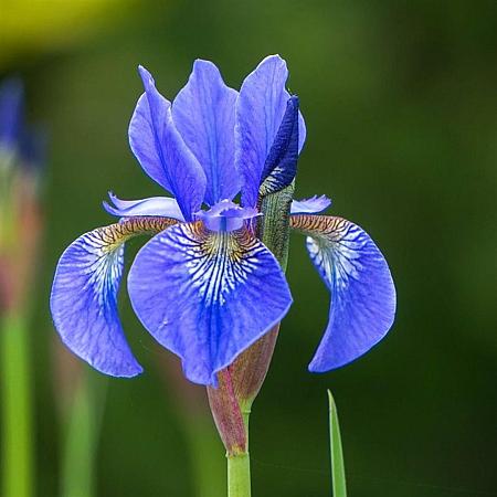 Iris sib. 'Silver Edge' Pot 9 cm