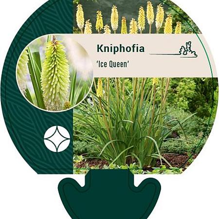 Kniphofia 'Ice Queen' Pot 9 cm