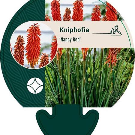 Kniphofia 'Nancy Red' Pot 9 cm