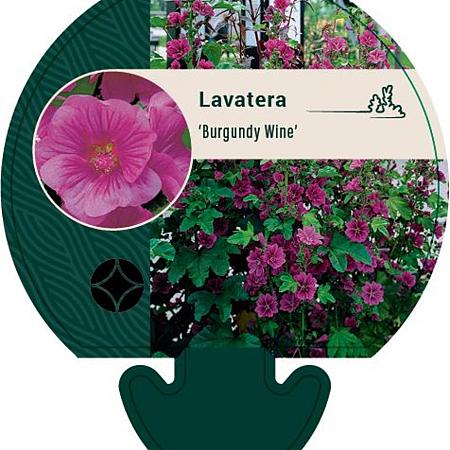 Lavatera 'Burgundy Wine' Pot 9 cm