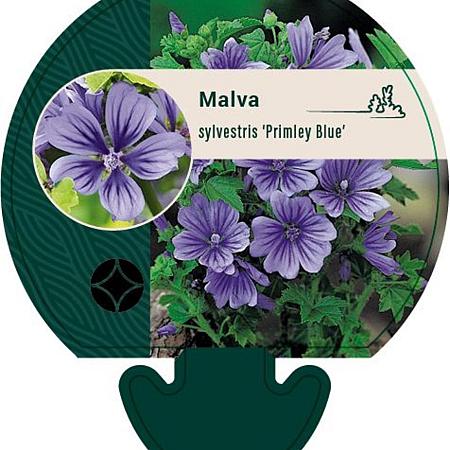 Malva sylvestris 'Primley Blue' Pot 9 cm