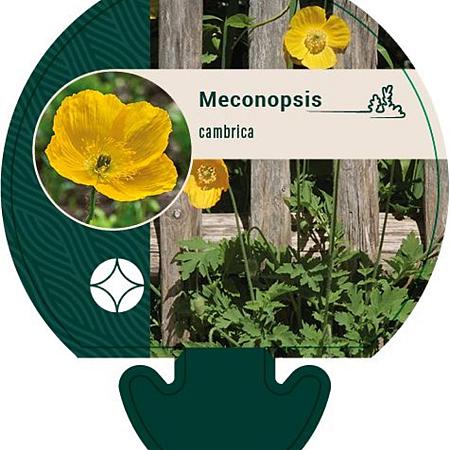 Papaver cambricum Pot 9 cm