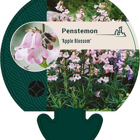 Penstemon 'Apple Blossom' Pot 9 cm