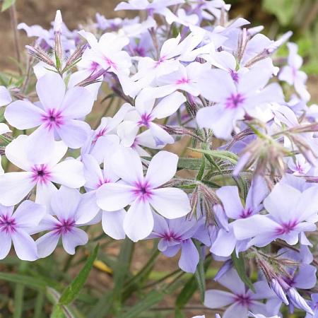 Phlox div. 'Chattahoochee' Pot 9 cm
