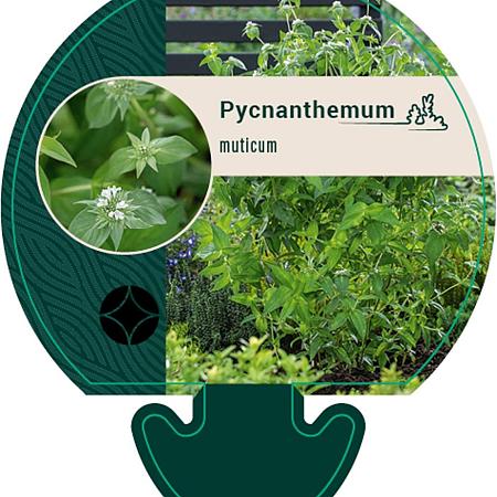 Pycnanthemum muticum Pot 9 cm